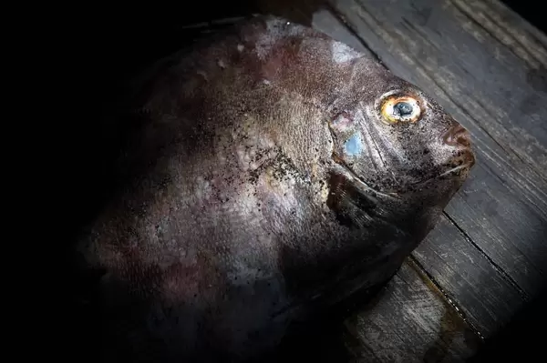 Toter Fisch auf einem Holztisch