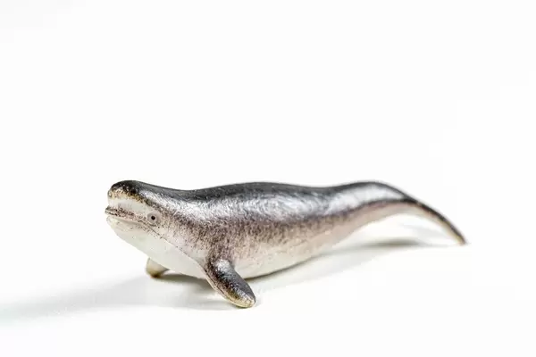 Toy figure of a whale on a white background