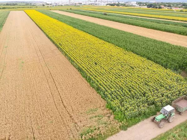 Tractor on the fields with Sunflower on a sunny day