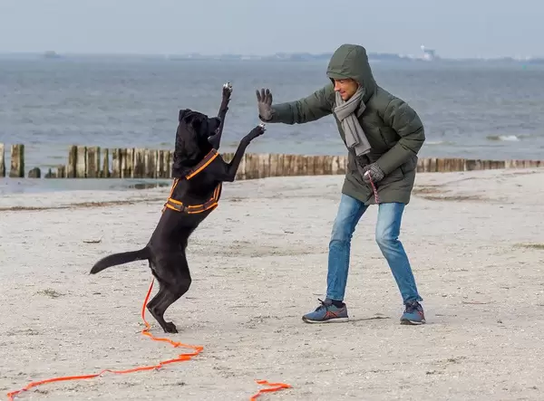 Trained Labrador dog gives high five to his owner while playing on the beach