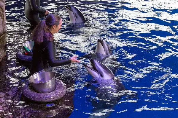 Trainerin füttert ein Weißstreifendelfin im Shedd Aquarium