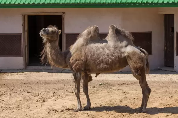 Trampeltier im Moskauer Zoo