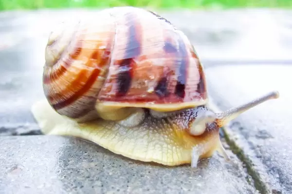 Trauben Schnecke