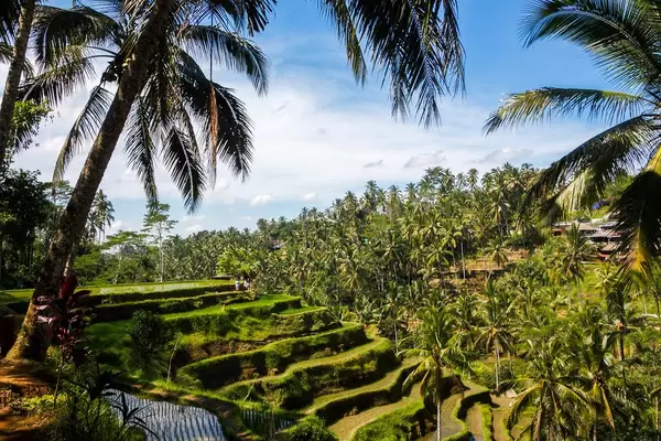 Travel Scenery Photo of Green Rice Terrace Field in Bali, Indonesia