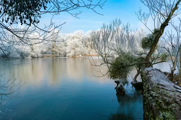 Tree branch hanning above the frozen lake and forest covered in snow
