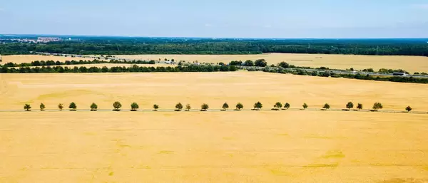 Tree line in the middle of wheat fields / Baumgrenze mitten in Weizenfeldern