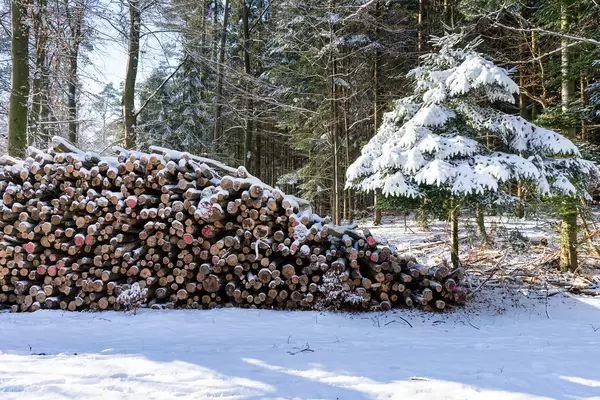 Tree logs being stored in the forrest covered in snow next to a small tree