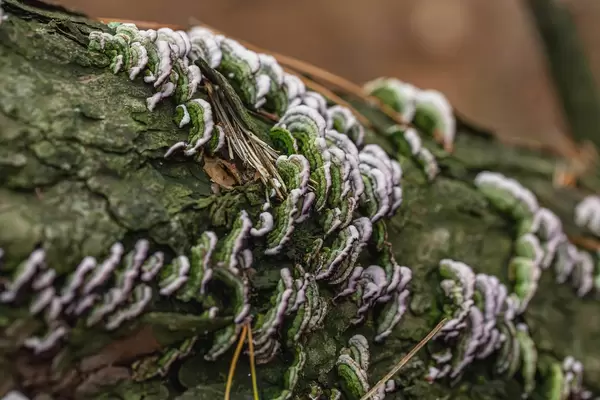 Tree mushrooms on bark with moss