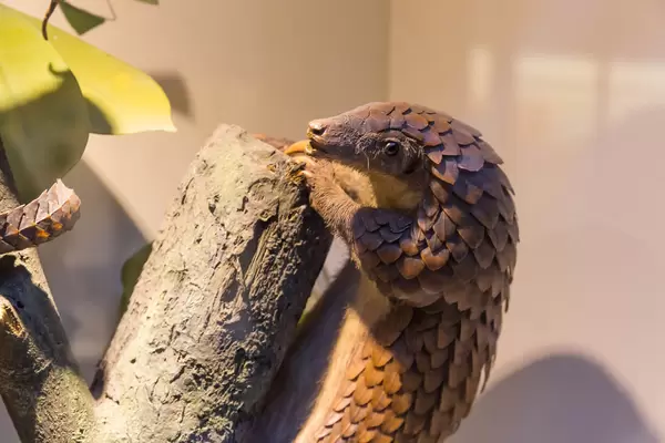 Tree Pangolin / Manis triscuspis