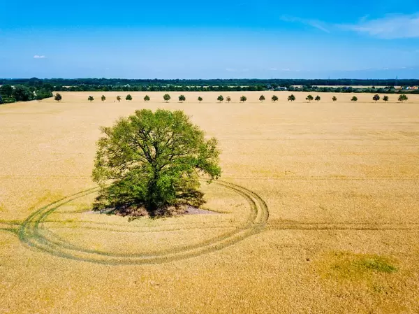 Tree with circular patterns in the middle of a field / Baum mit kreisförmigen Mustern mitten in einem Feld