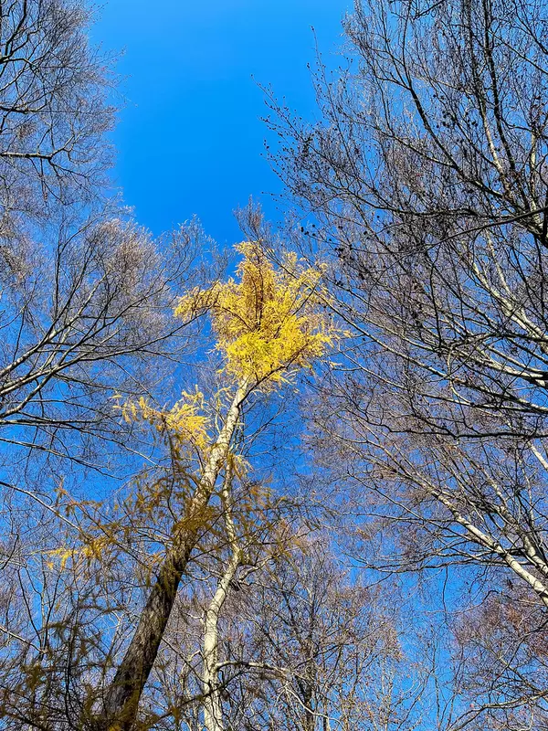 Tree with yellow leaves surrounded by trees with bare branches against the blue sky in Cologne
