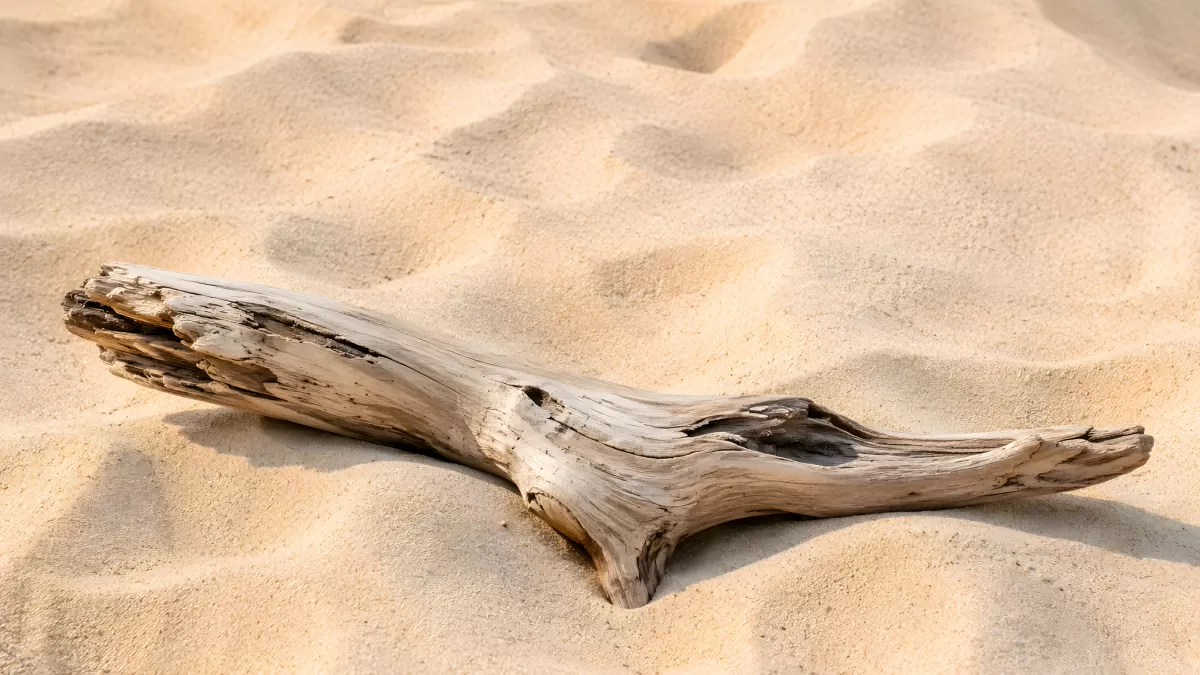 Treibholz liegt auf feinem Sandstrand in der Sonne