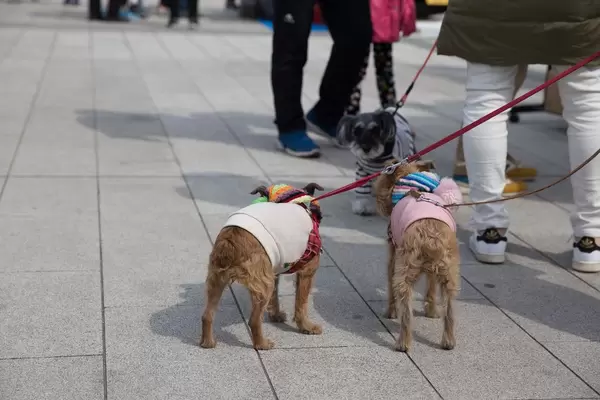 Trendy Hunde, Tokyo
