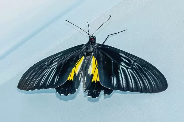 tropical butterfly Troides rhadamantus