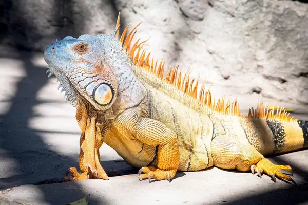 Tropical iguana