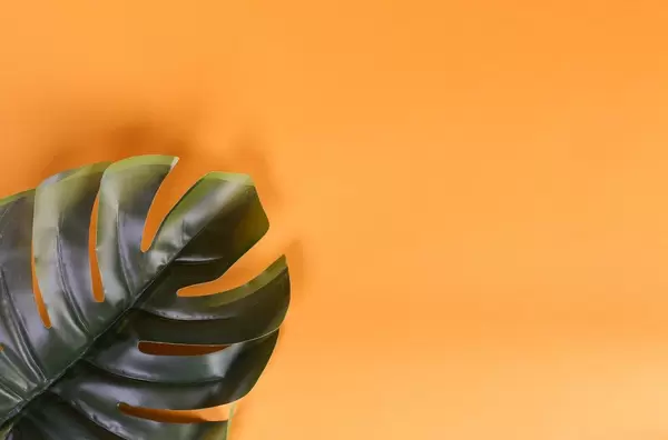 Tropical monstera leaves on orange background