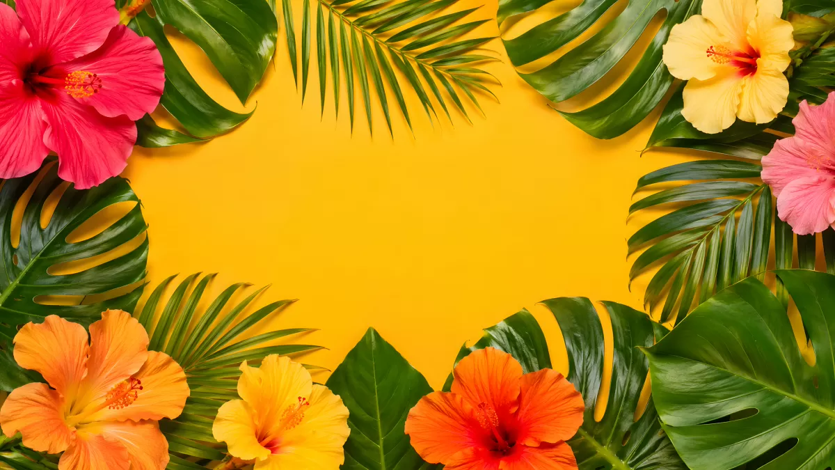 Tropische Hibiskusblüten auf gelbem Hintergrund