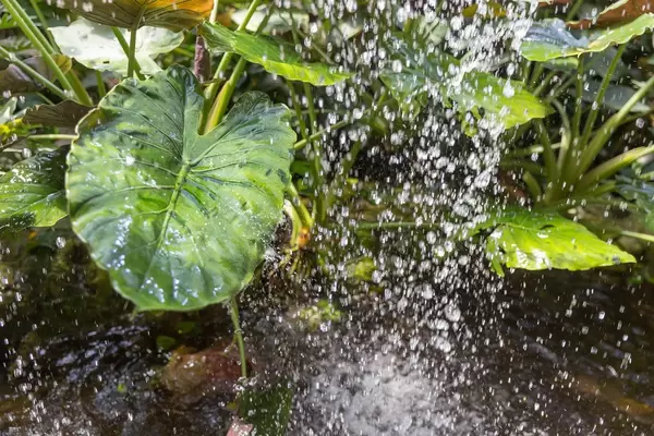 Tropische Pflanzen unter einem kleinen Wasserfall im Schmetterlinghaus in Wien