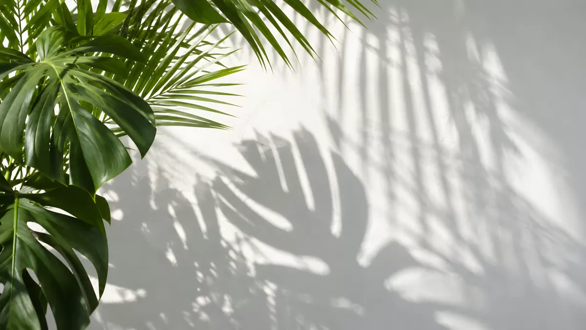 Tropische Zimmerpflanzen werfen Schatten an weißer Wand