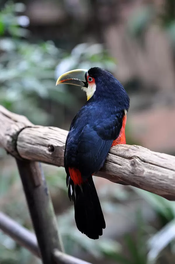 Tukan im Vogelpark Parque das Aves in Brasilien