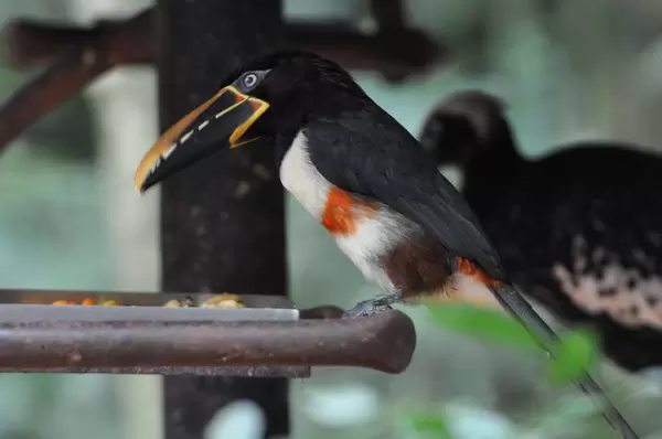 Tukan im Vogelpark Parque das Aves in Iguazu