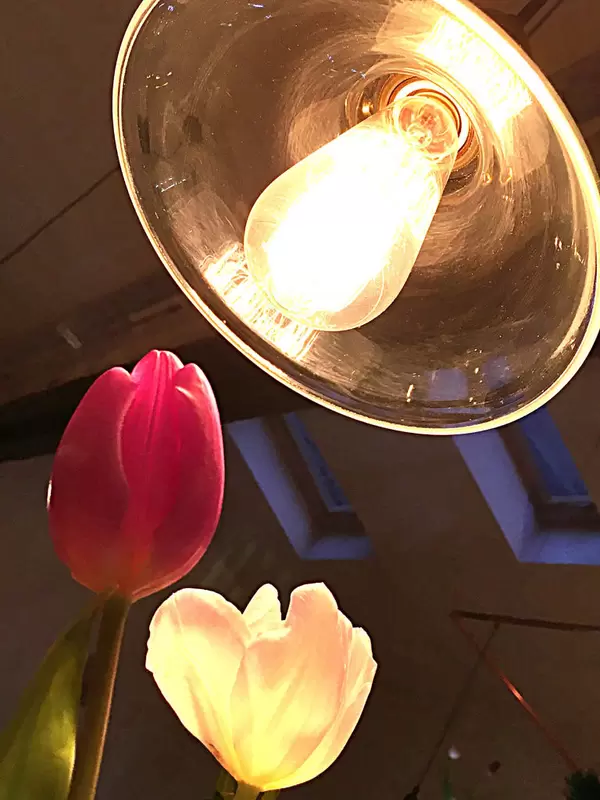 Tulpen im Licht