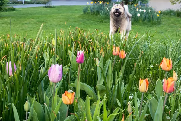 Tulpen verschiedener Farben und ein Hund im Hintergrund
