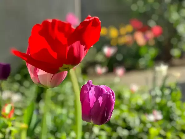 Tulpen verschiedener Farben vor einem verschwommenen Hintergrund