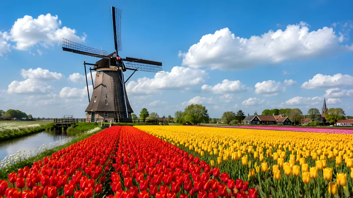 Tulpenfelder mit Windmühle in der niederländischen Landschaft