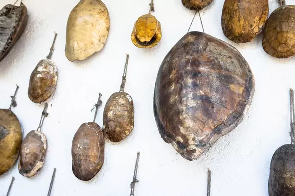 Turtle shells hanging on wall