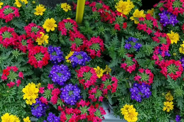 Tweety Pop Sommerblumen