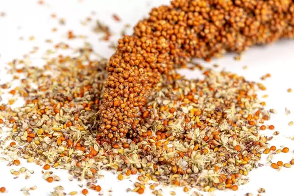 Twig and seeds red millet on a white background