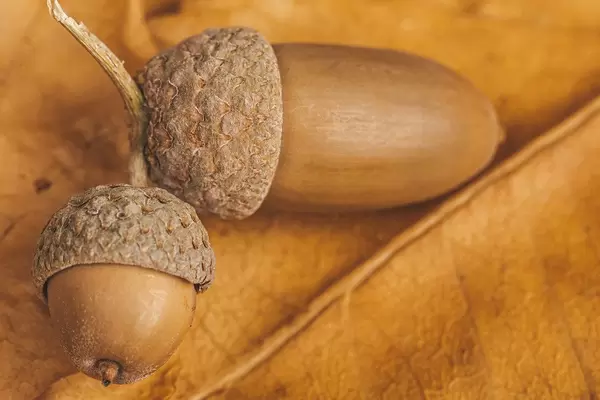 Two acorns on a yellow autumn leaf, close-up