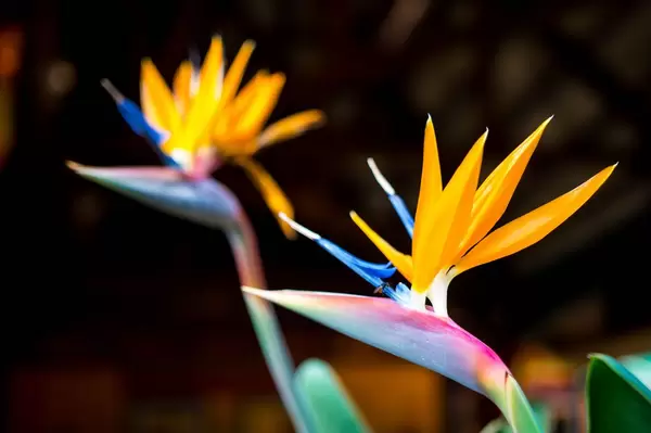 Two bird of paradise flowers  Flip 2019