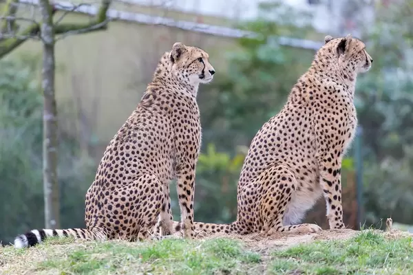Two Cheethas sitting on a Hill with Trees and Bushes in the Background