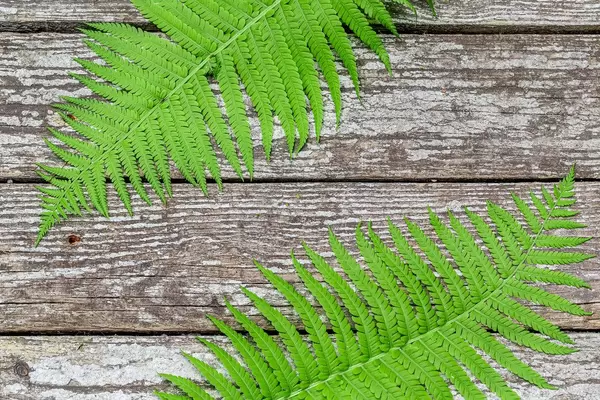 Two fern leaves on a grey wooden background