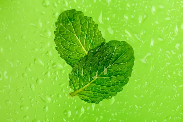 Two fresh mint leaves on a green background with water drops