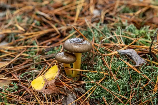 Two fresh mushrooms grow in the forest