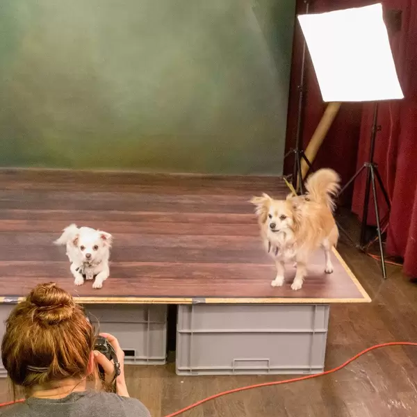 Two little dogs during a photo shoot in front of the photographer on the set at the dog fair "Hundemesse 2019" in Cologne, Germany