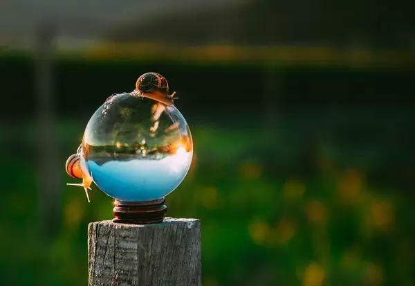Two little snails on glass ball