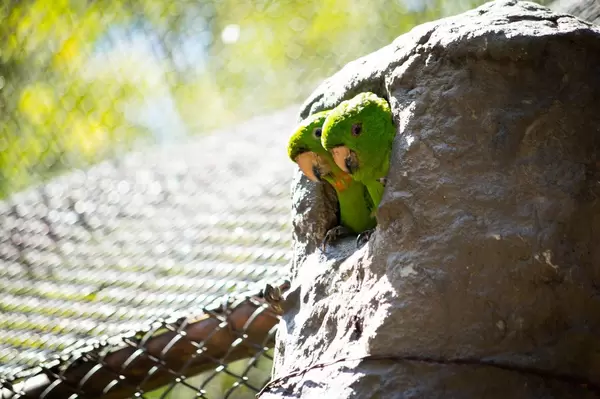 Two oranged-chinned parakeets sticking their heads out of there home