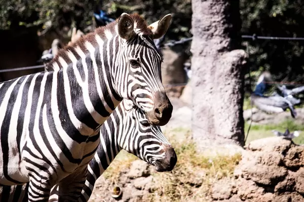 Two zebras looking at a distance