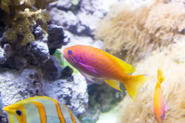 Twospot anthias (Pseudanthias bimaculatus) at Shedd Aquarium, Chicago