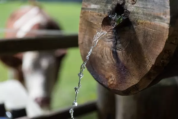 Typical image in the Alps: close-up of water flowing from a timber fountain with cow in the background