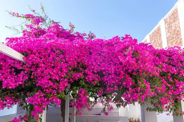 Typical Mediterranean: beautiful and huge Bougainvillea plant decorating a terrace in Santorini