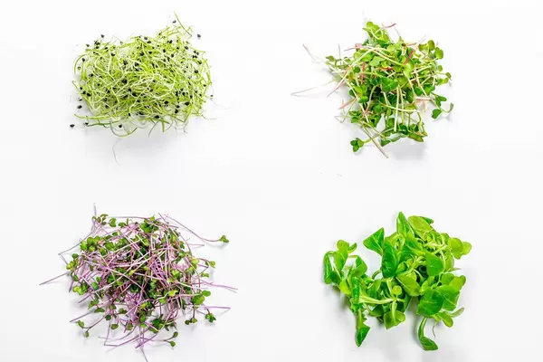 Übersicht von Mikrogrün Sprossen von Zwiebelen, Kohl, Radieschen und Maissalat auf weißem Hintergrund Top-view