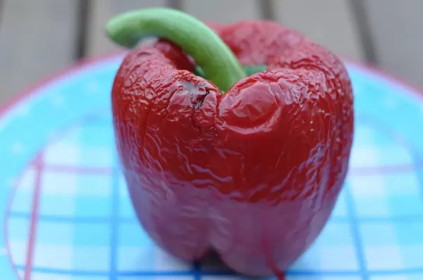 Ungenießbare rote Paprika