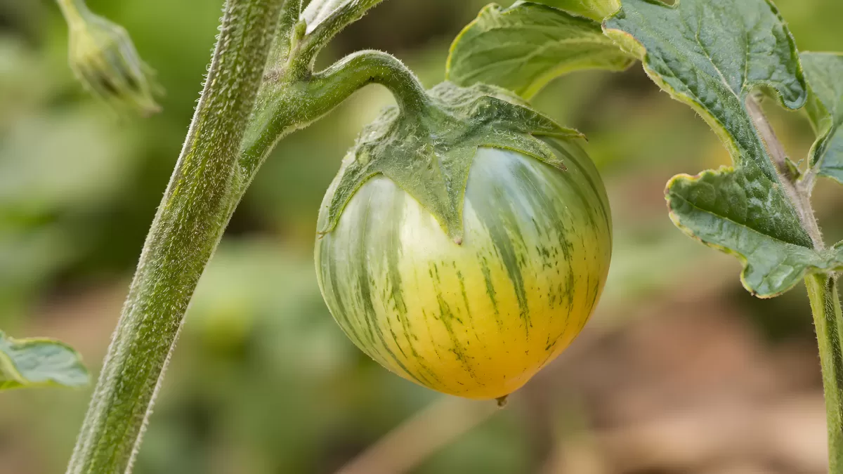 Unreife gestreifte Tomate wächst am Strauch im Garten