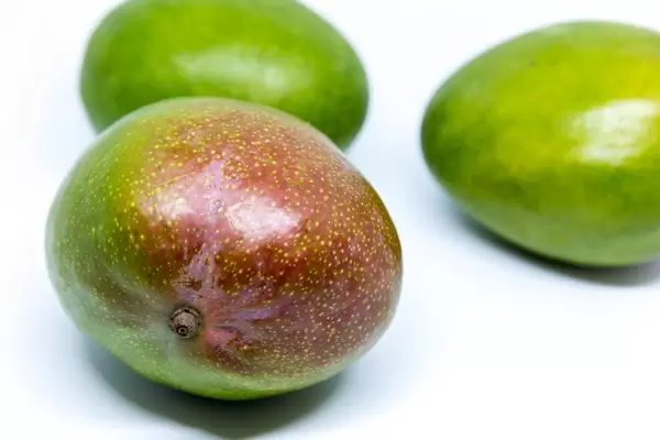 Unreife Mangos vor weißem Hintergrund