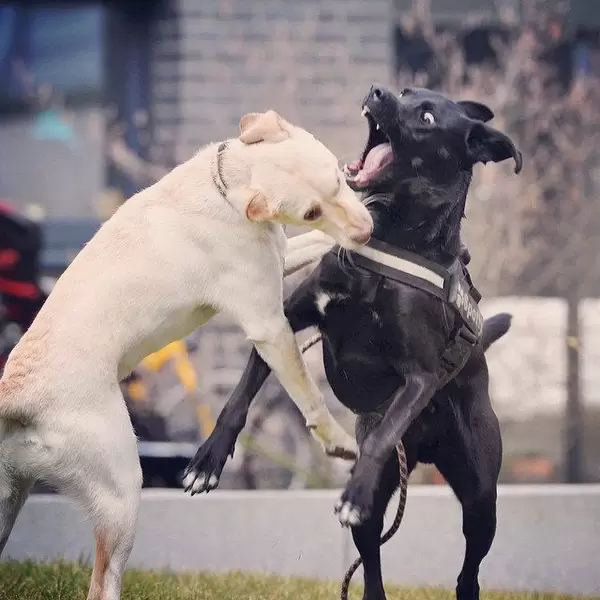 Unser lieber Tollwuthund. ;-) #instadog #instapic #fun #bestfriends #laboftheday #animals #no #puppy #pack #rudel #picoftheday #doglover #dogstagram #dogs_of_instagram